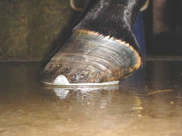 Looking for before/after photos of 'corrected underrun heels' Horse Care Chronicle Forums